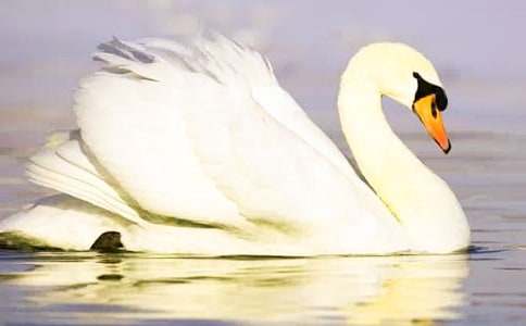 天鹅的故事说课稿