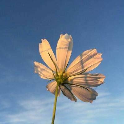 爱情岛论坛免费观看线路一