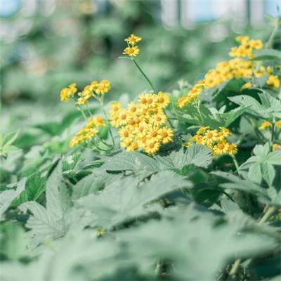 从街头至展馆 “艺术三月”漫游香江