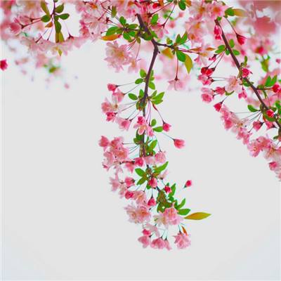 平谷梨树沟梨花艺术节邀市民赴春日之约
