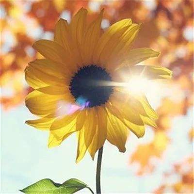 中共中央办公厅印发《党组讨论和决定党员处分事项工作程序规定》