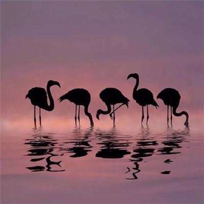 老师的乳头
