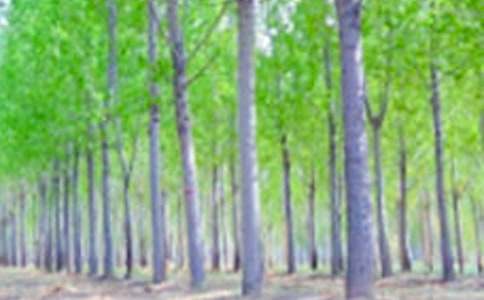 ���������ޡ�˵�θ�