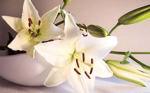 用百合花签名的句子