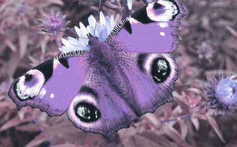 ���ڱ�����ֲ��Ľ�����