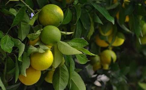 ��԰�а���ͬ����