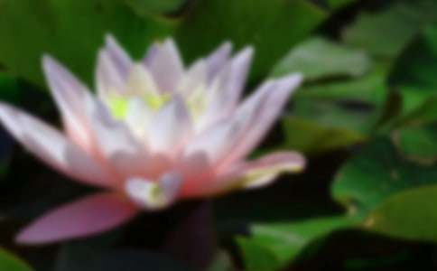 ���ɻ���˵�θ�