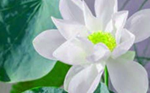 课文《荷花》教学反思集锦11篇