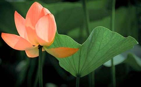 �ɻ��ڶ���ʱ��ѧ���