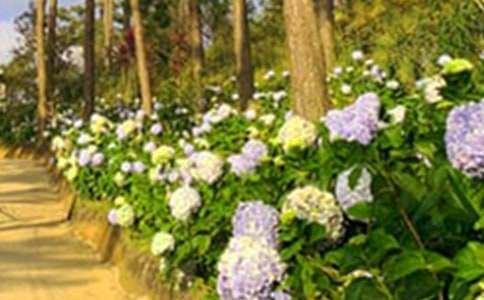 ���˵Ļ�԰��ѧ��˼