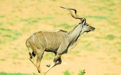 羚羊木雕说课稿