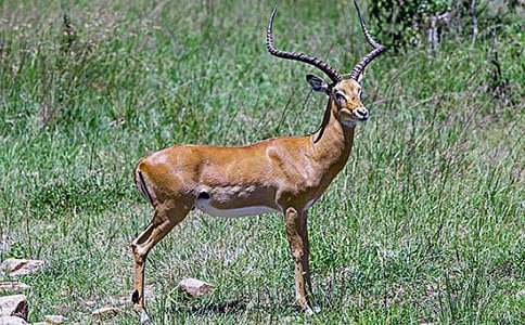 [�ϼ�]������ľ�񡷽�ѧ�������