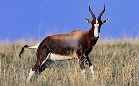 ������ľ�񡷽�ѧ��˼