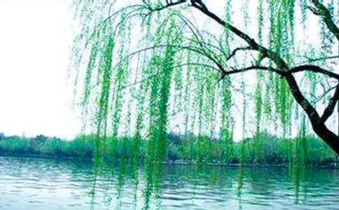 柳树醒了说课稿7篇