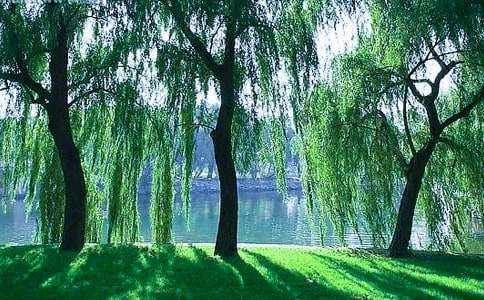 ���������˵�θ�