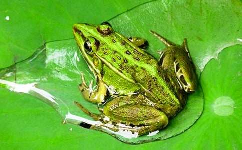 ���ܲ���˵�θ�