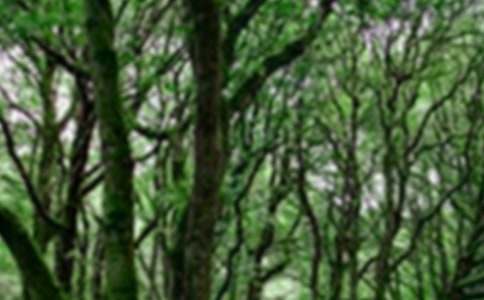 ɭ�ַ�������