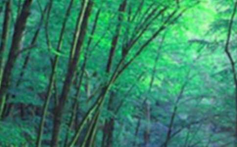 ����ɭ����Դ�����Ľ�����