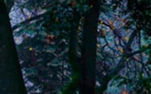 ����ɭ�ֵĽ�����(�ϼ�15ƪ)