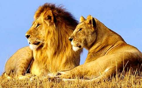 ʨ���ֵĵ��δ�