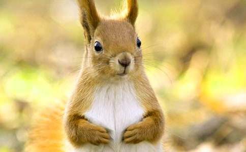 《松鼠和松果》教学反思