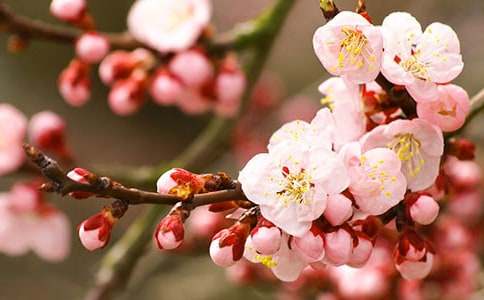 �һ���ľ˵�θ�