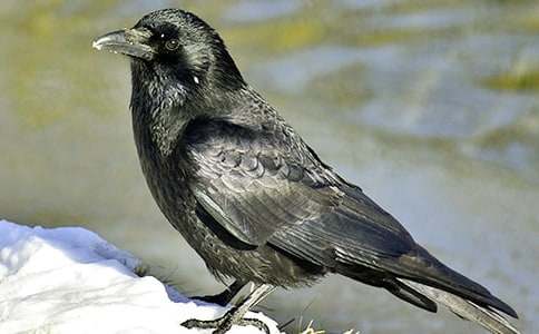 С��ѻ�������ѧ��˼15ƪ