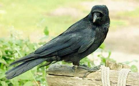 《乌鸦喝水》说课稿