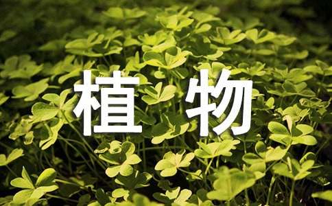 《植物的叶》教学反思