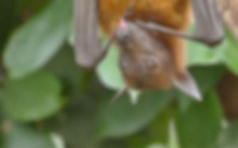 ��������״��ѧ��˼15ƪ