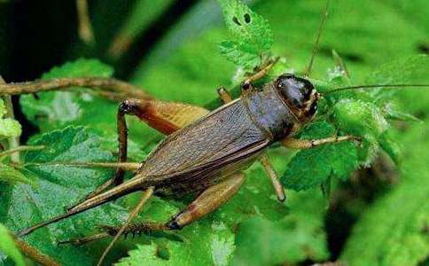 蟋蟀的住宅教学设计