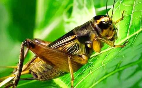 ���סլ��ѧ��˼